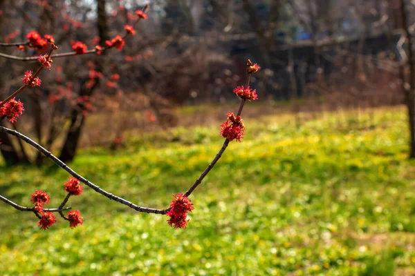 春に赤いカエデの木のレーサーのラバムの上の新興の花の眺めを閉じます — ストック写真