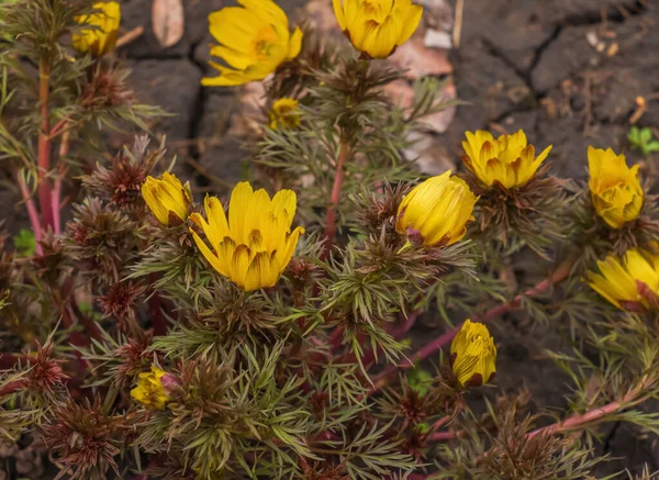Sárga Fácán Szeme Vagy Adonis Vernalis Virág Természetben Tavasszal — Stock Fotó
