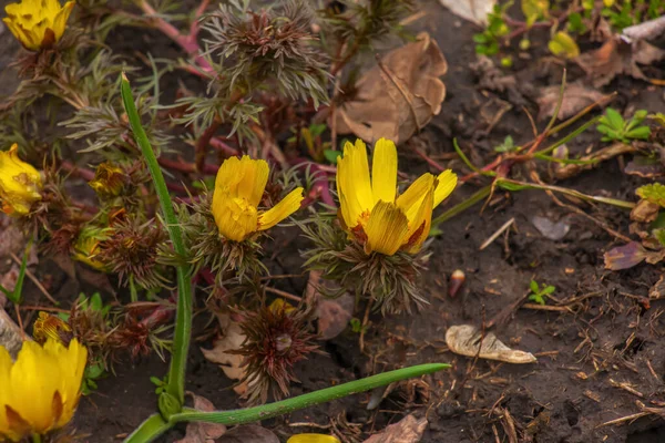 Κίτρινο Μάτι Φασιανού Λουλούδι Adonis Vernalis Στη Φύση Την Άνοιξη — Φωτογραφία Αρχείου