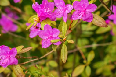 Rhododendron kopyalama uzayının pembe çiçekleri. Rododendron Ledebourii. Bahar çiçekli rhododendron. Rododendron dauricum çiçeklerinin yakın çekimi, popüler isimleri bagulnik, maralnik