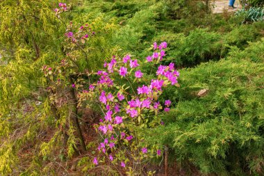 Rhododendron kopyalama uzayının pembe çiçekleri. Rododendron Ledebourii. Bahar çiçekli rhododendron. Rododendron dauricum çiçeklerinin yakın çekimi, popüler isimleri bagulnik, maralnik