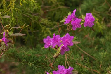 Rhododendron kopyalama uzayının pembe çiçekleri. Rododendron Ledebourii. Bahar çiçekli rhododendron. Rododendron dauricum çiçeklerinin yakın çekimi, popüler isimleri bagulnik, maralnik