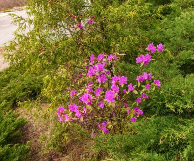 Rhododendron kopyalama uzayının pembe çiçekleri. Rododendron Ledebourii. Bahar çiçekli rhododendron. Rododendron dauricum çiçeklerinin yakın çekimi, popüler isimleri bagulnik, maralnik