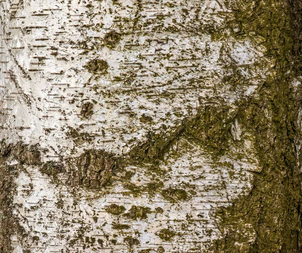 バーチの皮の質感 白樺の樹皮の食感 バーチの樹皮の背景 白樺の木の幹 ベトゥラ半島 — ストック写真