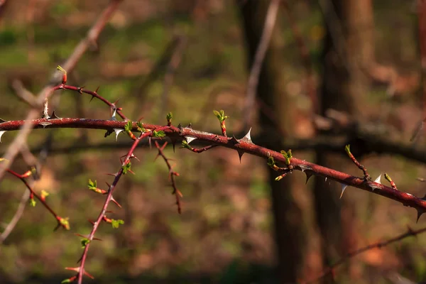 一般的に中国のバラとして知られている芽のローザ ウゴニスの枝の断片 — ストック写真