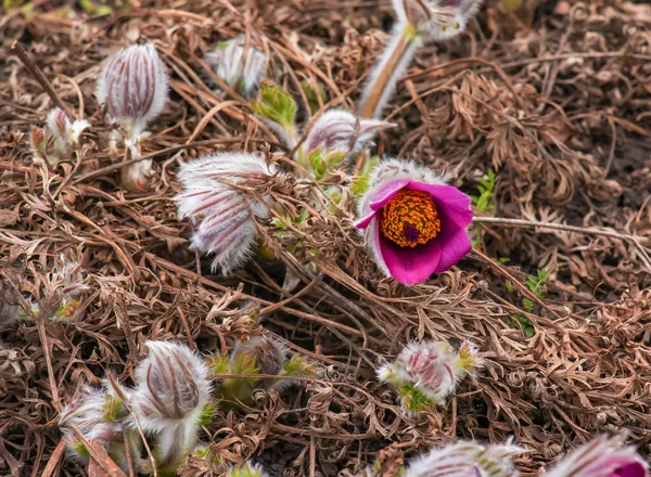 Мрія Трава Найкрасивіша Весняна Квітка Цвіте Пулатілла Ранньою Весною Лісі — стокове фото