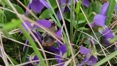 Bir yaban arısı mor bahar çiçekleri arasında nektar toplar ve dışkılar. Biyoloji dersleri için içerik.