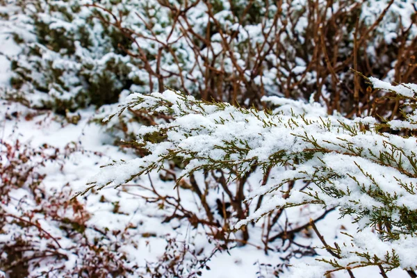 Абстрактный Текстурный Фон Растений Голубого Дунайского Можжевельника Покрытых Глубоким Снегом — стоковое фото