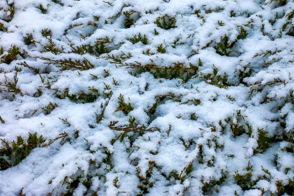 Textura Abstrata Fundo Plantas Juniperus Horizontalis Moench Cobertas Neve Profunda — Fotografia de Stock