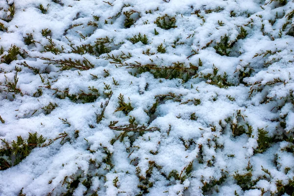 Abstract Textuur Achtergrond Van Juniperus Horizontalis Moench Planten Bedekt Met — Stockfoto