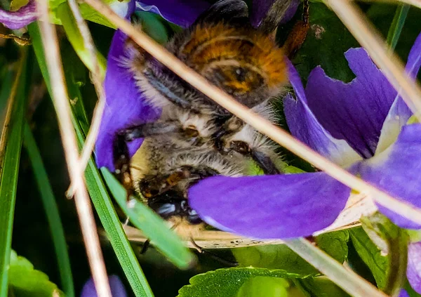 早春に バンブルビーは野生の花から花粉を集めます — ストック写真