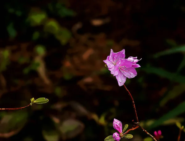 Εικονογράφηση Του Ροζ Λουλουδιού Ροδόδεντρου Ροδόδεντρο Λέντεμπερι Άνοιξη Ανθίζει Ροδόδεντρο — Φωτογραφία Αρχείου