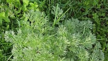 Wormwood Artemisia absinthium. Pelinotu dalı, yapraklar ve pelin otu çiçekleri. Kozmetik ve Tıbbi Tesis. 