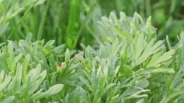 Wermut Artemisia Absinthium Wermutzweige Blätter Und Wermutblüten Kosmetika Und Medizinische — Stockvideo