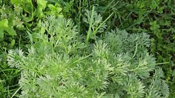 Piołun Artemisia Absynt Gałąź Piołuna Liście Kwiaty Piołuna Kosmetyki Zakłady — Wideo stockowe