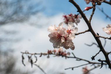 Prunus dulcis. Çiçek açan ağaç. Narin pembe çiçekleri olan Bush. Bahar çiçekleri, doğal bahar çiçekleri. Çiçek açan badem dalı ve yakın plan pembe çiçekler. Seçici odak.