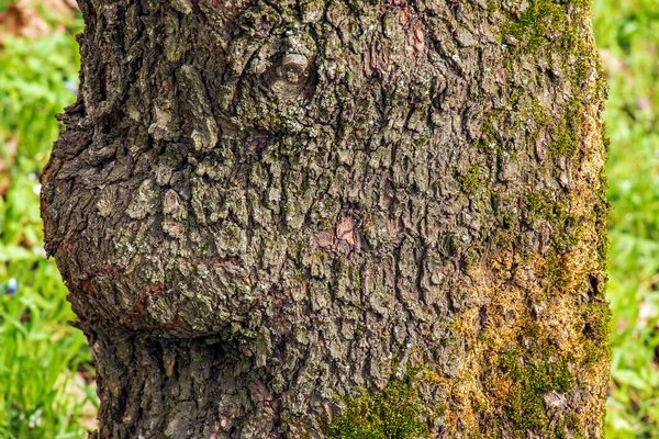 Konsystencja Kory Prunus Dulcis Kora Pokryta Jest Zieloną Porostem Kora — Zdjęcie stockowe