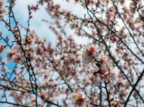 Prunus Dulcis Blooming Tree Bush Delicate Pink Flowers Spring Flowers — Stock Photo, Image