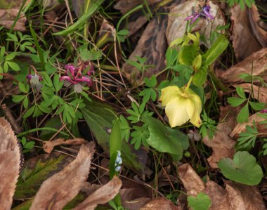 Botanik. Bahçede çiçekler. Helleborus Foetidus 'un yakından görünüşü, Kokuşmuş Hellebore olarak da bilinir, parkta yapraklar ve kışın açan çiçekler.
