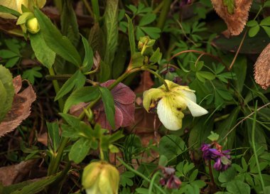 Botanik. Bahçede çiçekler. Helleborus Foetidus 'un yakından görünüşü, Kokuşmuş Hellebore olarak da bilinir, parkta yapraklar ve kışın açan çiçekler.