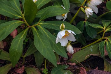 Botanik. Bahçede çiçekler. Helleborus Foetidus 'un yakından görünüşü, Kokuşmuş Hellebore olarak da bilinir, parkta yapraklar ve kışın açan çiçekler.