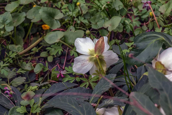 Botanika Kwiaty Ogrodzie Widok Bliska Helleborus Foetidus Znany Również Jako — Zdjęcie stockowe