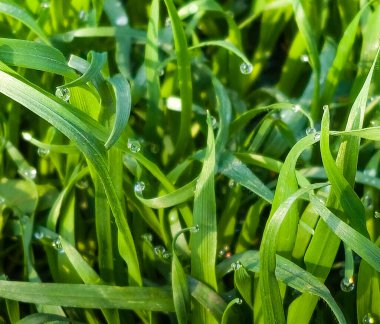 Yumuşak sabah ışığında çiğ damlaları ile yemyeşil çimlerin yakınlaşması