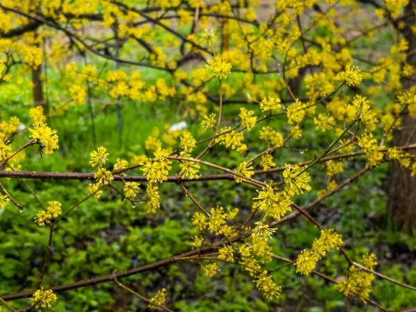 Baharın başlarında Avrupa Cornel Cornus mas çiçekleriyle dallar. Cornelian kirazı, Avrupa korneli ya da Cornelian kiraz ağacı Cornus mas flowing. Doğal yaşam alanında ilkbahar çiçekleri.