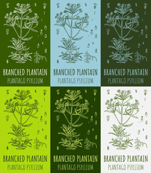 stock image Set of drawings BRANCHED PLANTAIN in different colors. Hand drawn illustration. Latin name PLANTAGO PSYLLIUM.