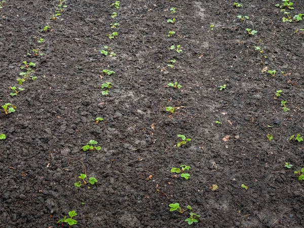 Young Strawberry Seedlings Garden Early Spring Growing Organic Strawberries Farm — Stock Photo, Image