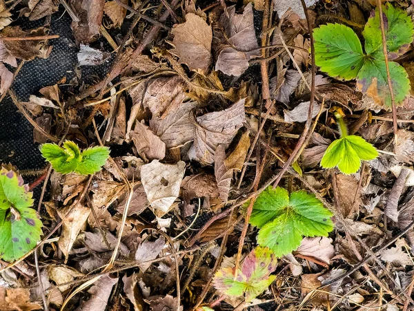 Unga Jordgubbsplantor Trädgården Tidigt Våren Innan Planteras Marken Odling Ekologiska — Stockfoto