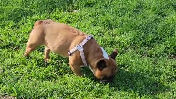 Femmina Bulldog Francese Pisciare Erba Verde Una Passeggiata Abitudini Animali — Video Stock