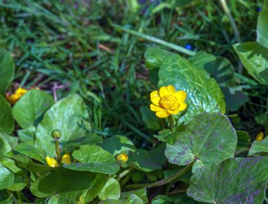 Ranunculus thora familyasına yakın, parlak sarı çiçekli, Ranunculus familyasından Avrupa 'ya özgü bir bitki türüdür.