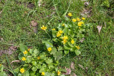 Ranunculus thora familyasına yakın, parlak sarı çiçekli, Ranunculus familyasından Avrupa 'ya özgü bir bitki türüdür.
