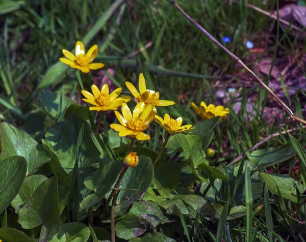 Közelkép Ranunculus Thora Más Néven Boglárka Élénk Sárga Virágzás Egy — Stock Fotó
