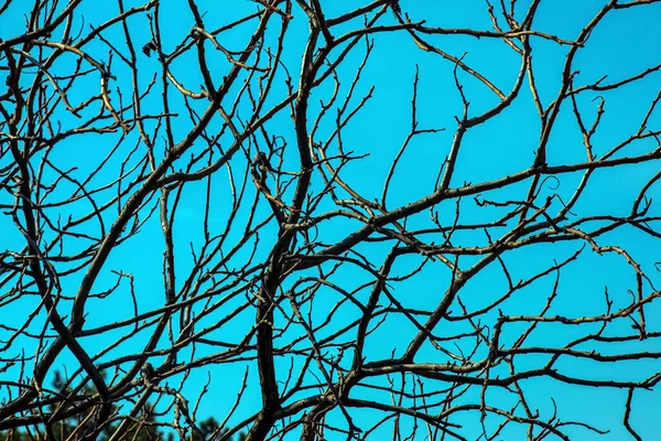 Zweige Mit Knospen Von Staudensumach Vorfrühling Garten — Stockfoto