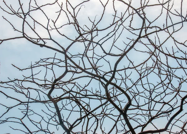 早春时节 园中的分枝 枝条上有花冠苏玛瑙 — 图库照片