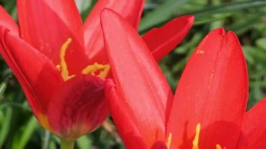 Güzel kırmızı çiçekler, yakın plan çiçek açar. Çiçek tomurcuklanan kırmızı lalelerin yaprakları yeşil sapta ilkbahar rüzgarında güneş ışığında sallanıyor.. 