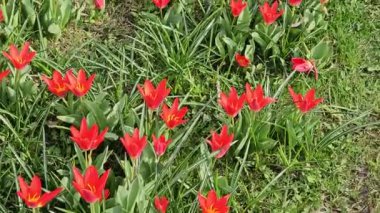 Güzel kırmızı çiçekler, yakın plan çiçek açar. Çiçek tomurcuklanan kırmızı lalelerin yaprakları yeşil sapta ilkbahar rüzgarında güneş ışığında sallanıyor.. 