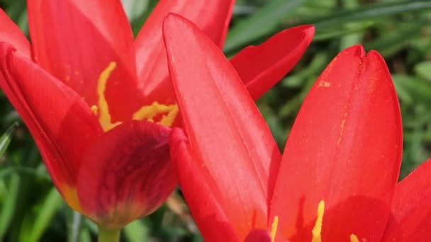 Güzel Kırmızı Çiçekler Yakın Plan Çiçek Açar Çiçek Tomurcuklanan Kırmızı — Stok video