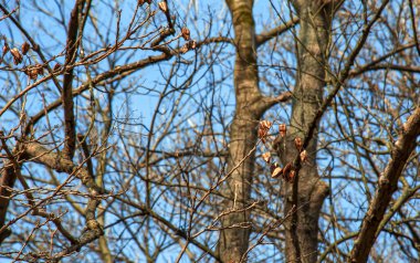 Sapindus saponaria denilen ağaç, halk arasında sabun ağacı olarak bilinir, arka planda mavi gökyüzü vardır.