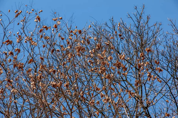Árbol Llamado Sapindus Saponaria Popularmente Conocido Como Árbol Jabón Con — Foto de Stock