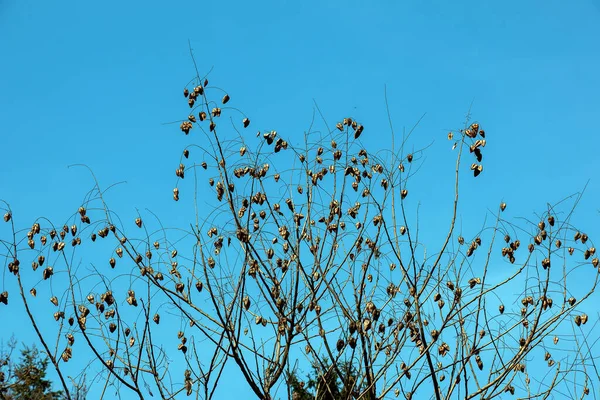 Дерево Під Назвою Сапонарія Сокінда Відоме Мильне Дерево Блакитним Небом — стокове фото
