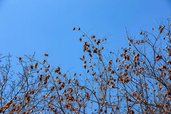 Árvore Chamada Sapindus Saponaria Popularmente Conhecida Como Saboneteira Com Céu — Fotografia de Stock