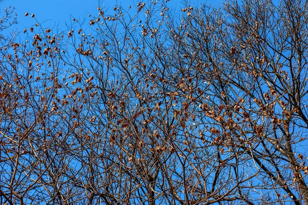 Árvore Chamada Sapindus Saponaria Popularmente Conhecida Como Saboneteira Com Céu — Fotografia de Stock