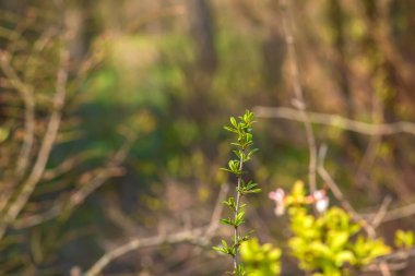 Prinsepia baharda bahçede büyür ve çiçek açar. Prinsepia, Rosaceae familyasından küçük bir bitki cinsidir..