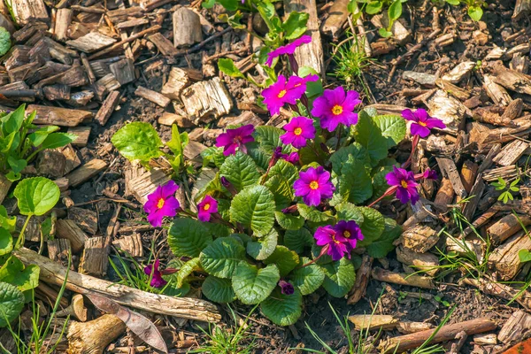 Primula Juliae Virágzik Tavaszi Kertben Közelkép — Stock Fotó