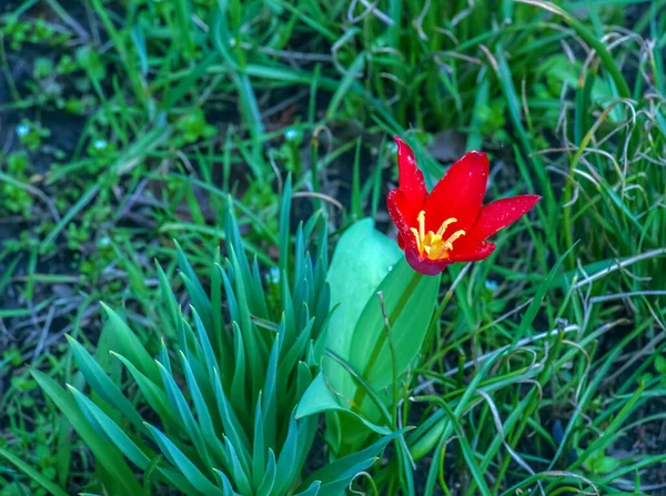チューリップ Tulipa Schrenkii またはチューリップ Tulipa Suaveolens チューリップ科チューリップ属の球根草本多年草です — ストック写真