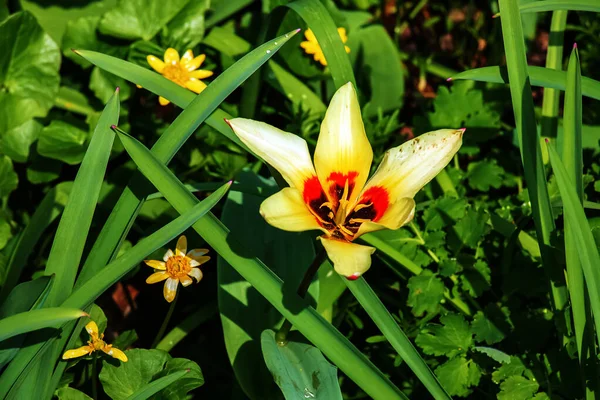 Amarelo Vermelho Kaufmanniana Tulipa Giuseppe Verdi Floresce Jardim Abril — Fotografia de Stock