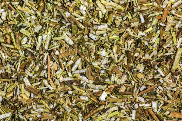 stock image Background of dry grass succession. Herbal tea Bidens tripartita beggarticks tripartite string. The medicinal plant Bidens pilosa is called xian feng cao in traditional Chinese medicine.